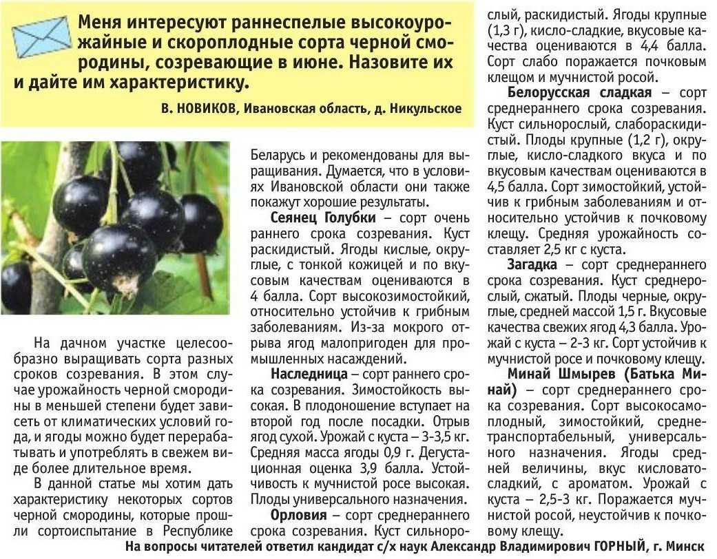 Черная смородина ядреная: фото, отзывы, посадка саженцев