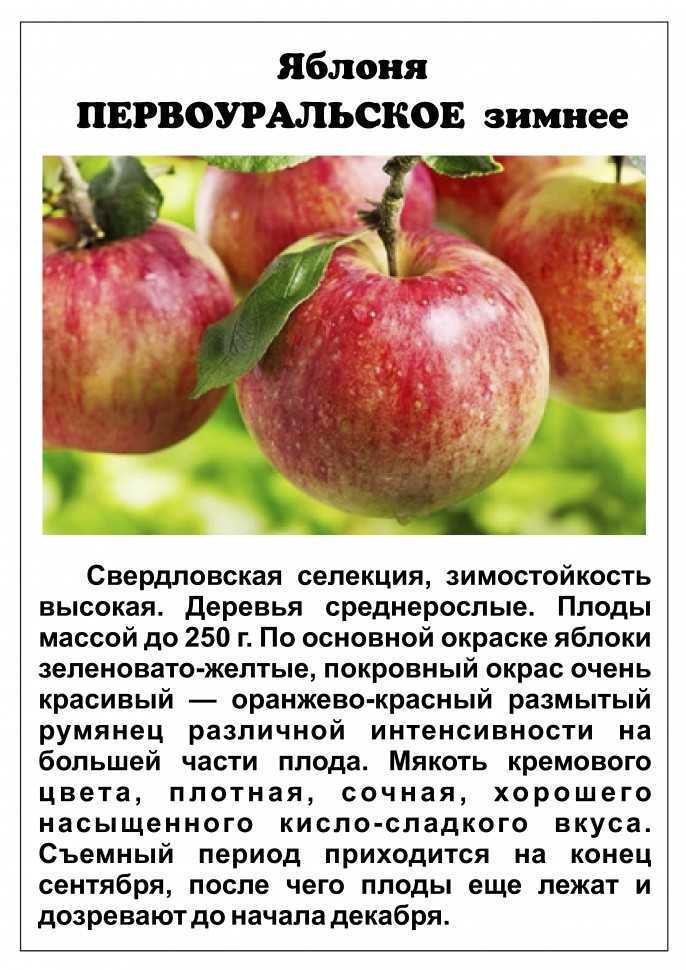 Яблоня коваленковское описание сорта фото отзывы посадка и уход