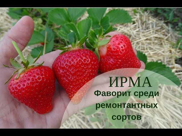 Клубника ирма: описание сорта с фото, отзывы бывалых садоводов