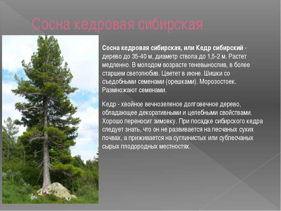 Как ухаживать за кедром?