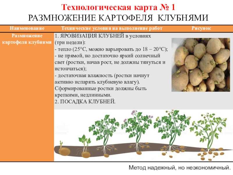 Сорт картофеля «хозяюшка» для выращивания в северных регионах