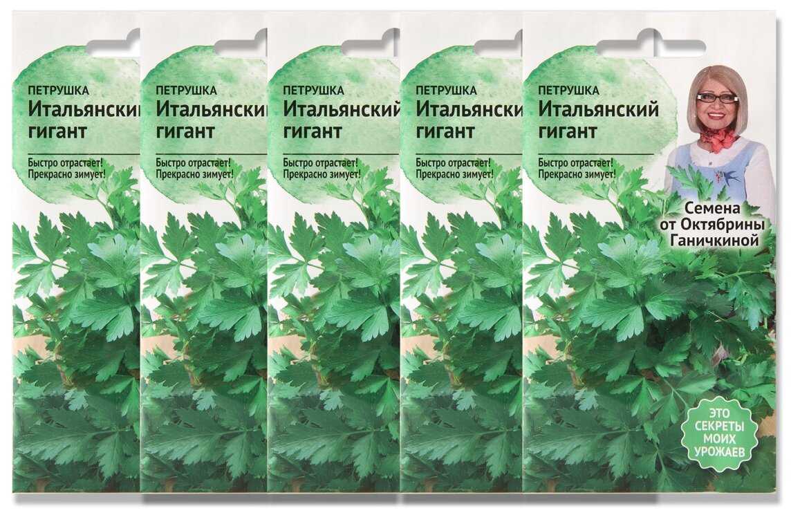 Особенности посадки и ухода за петрушкой итальянский гигант