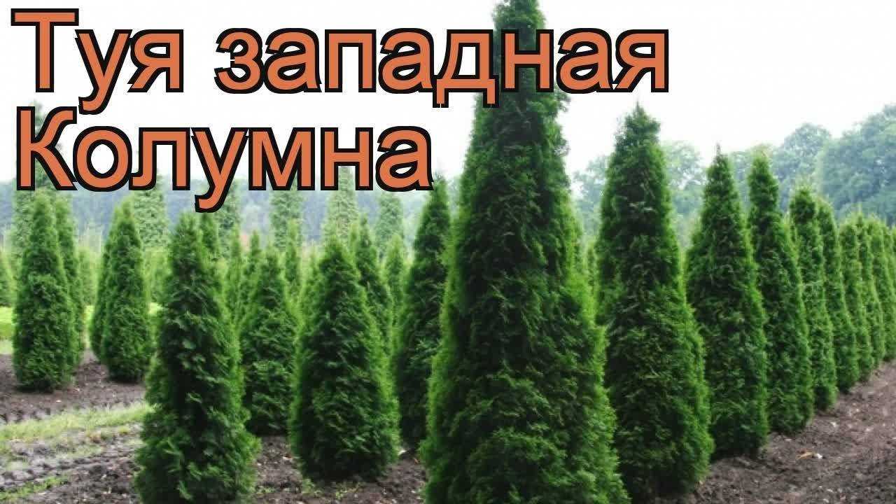 Туя колоновидная: сорта, посадка, уход, фото в ландшафтном дизайне