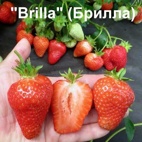 Лучшие сорта садовой земляники с названиями и описанием