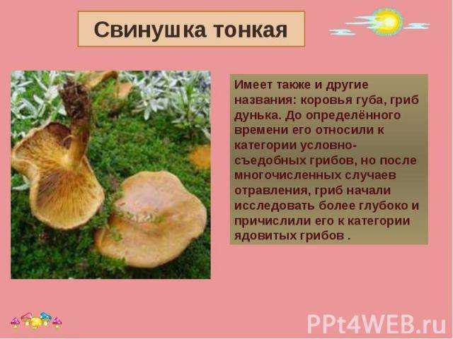 Съедобные или нет грибы свинухи: виды, описание, отличие от ядовитых