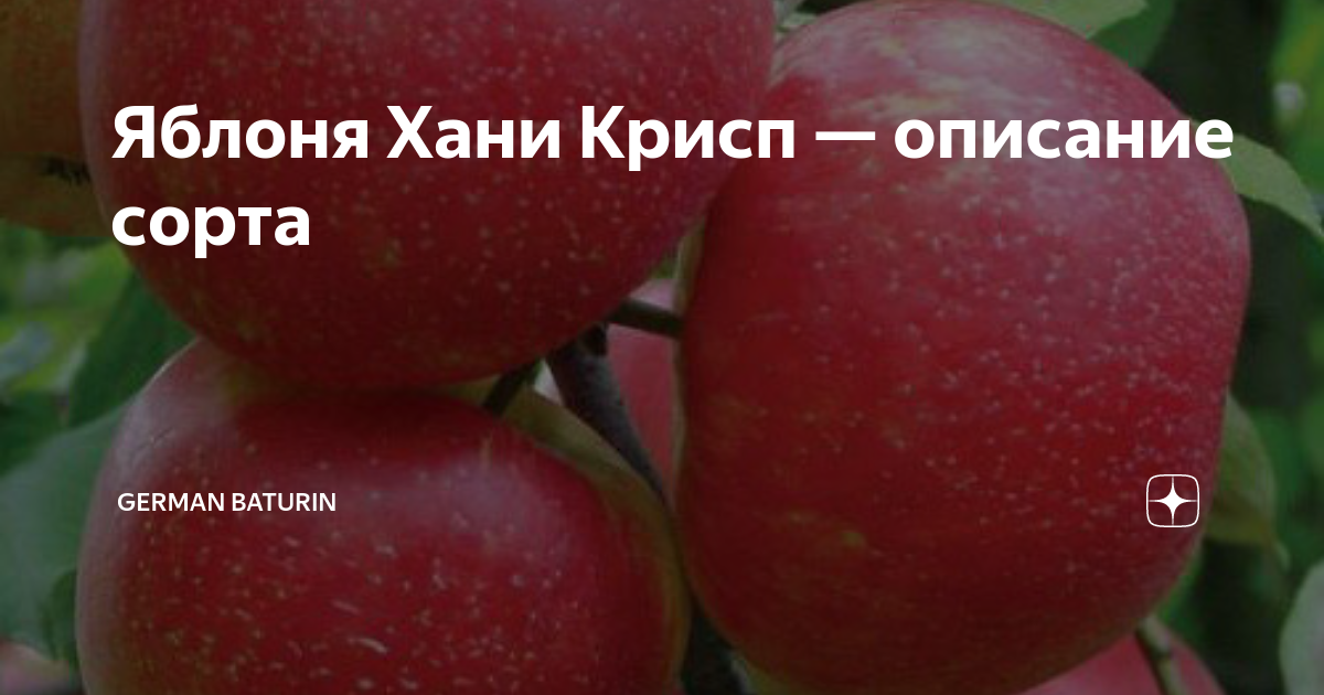 Яблоня хани крисп: описание сорта, посадка и уход, обрезка + фото, отзывы