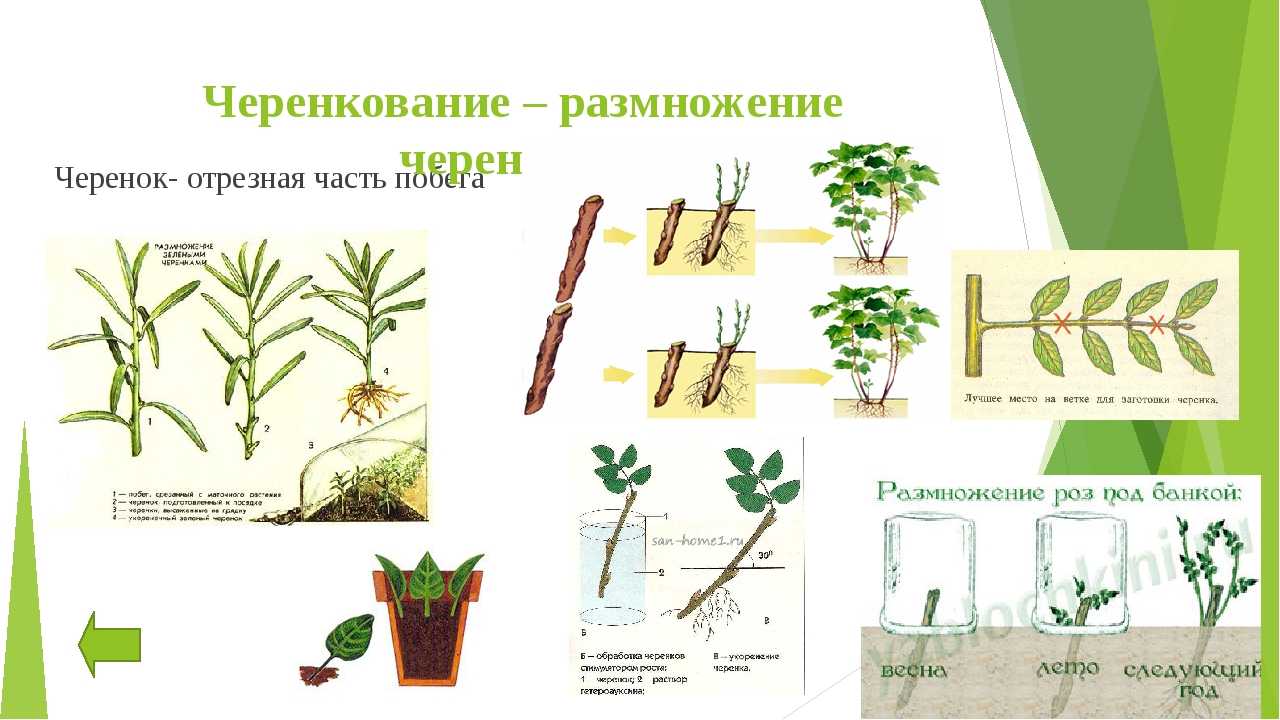 Как размножить шиповник черенками летом, алгоритм размножения черенкованием, как укоренить ветки и черенковать куст