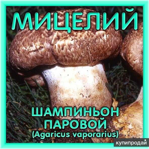 Грибы на зиму: 58 рецептов заготовок » сусеки