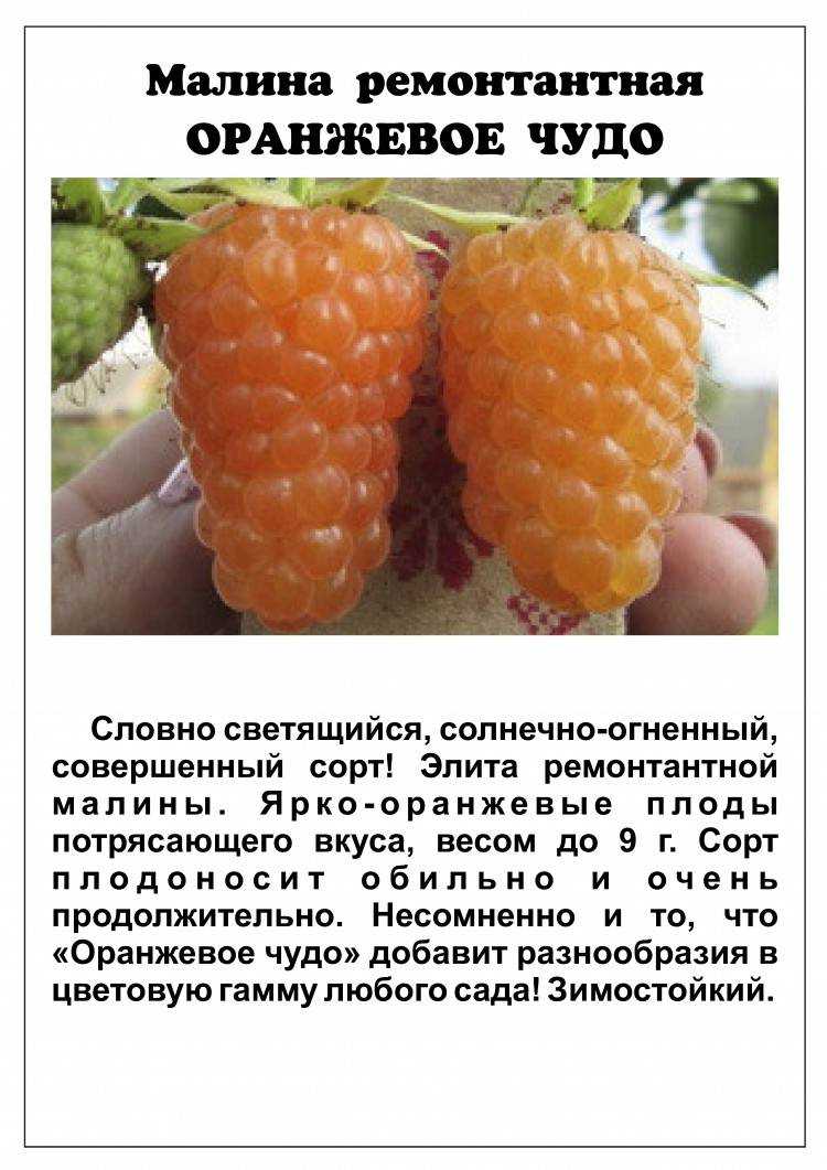 Выращивание малины золотая осень и отзывы о ней