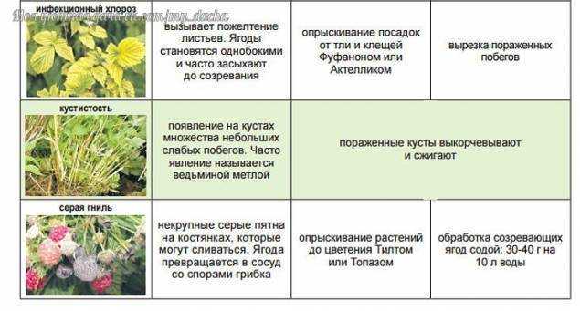 Болезни малины: описание, фото, лечение и меры борьбы