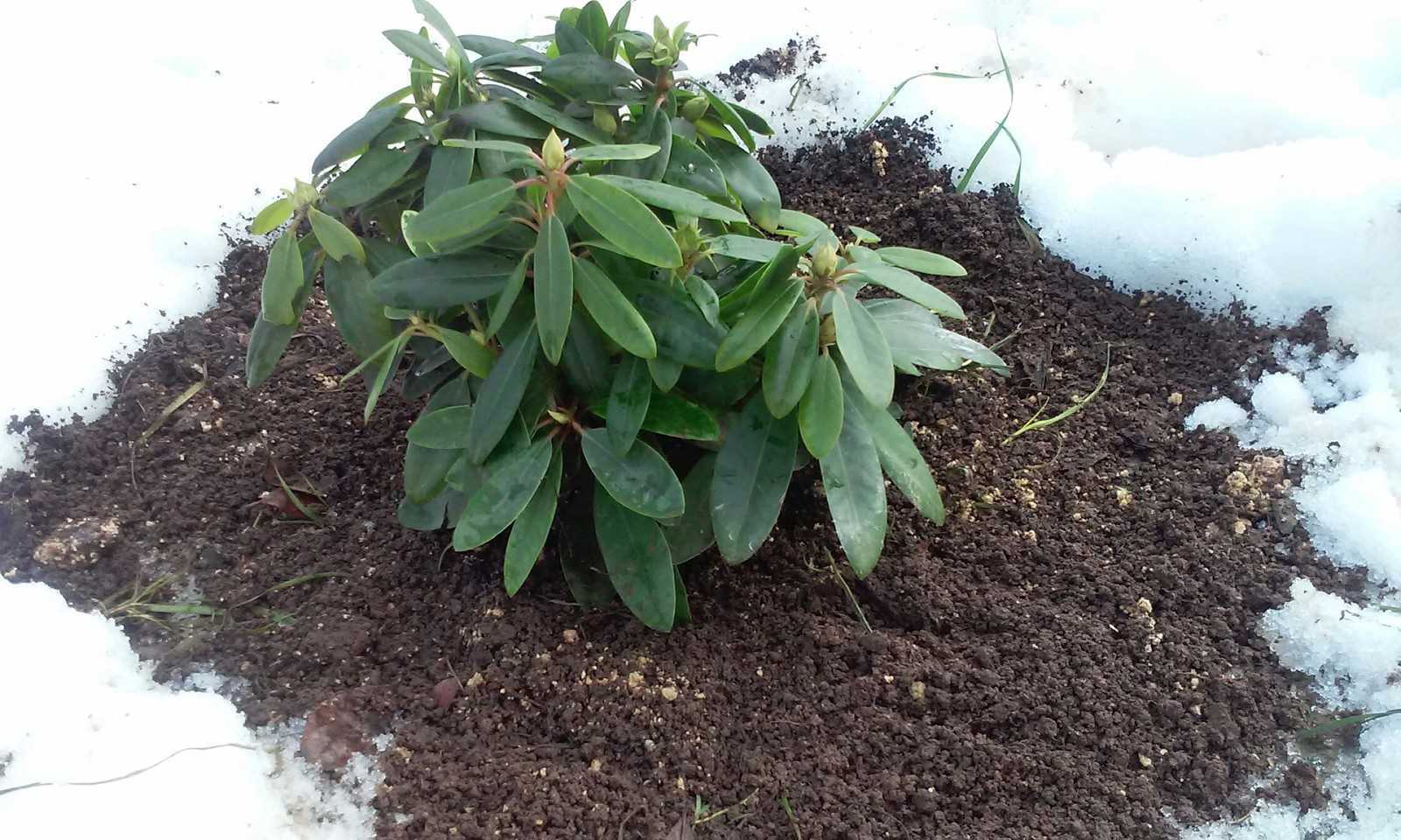 Рододендрон: посадка и уход в открытом грунте, сорта и размножение | клуб цветоводов