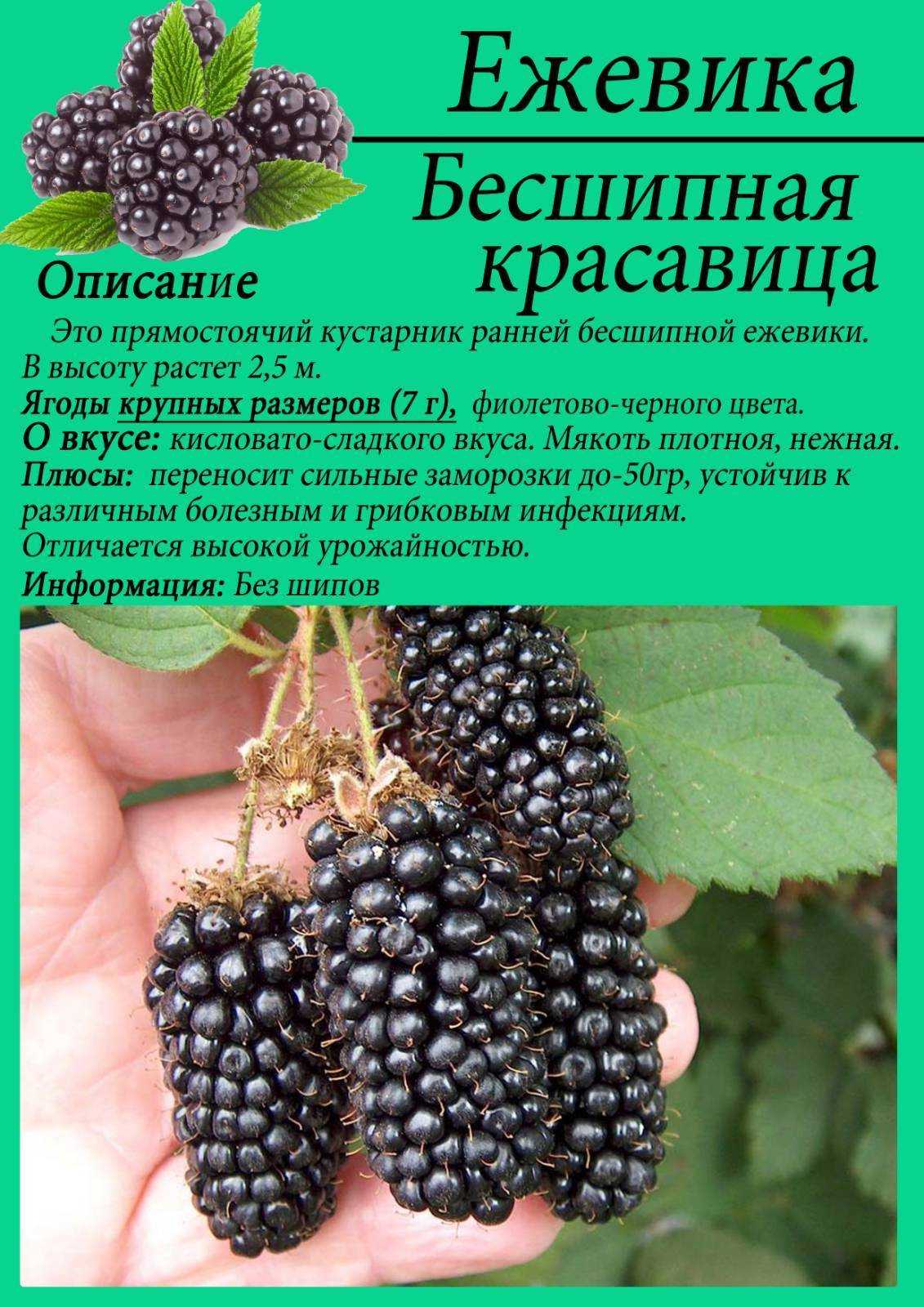 Сорта ежевики для подмосковья: лучшие, бесшипные, ремонтантные