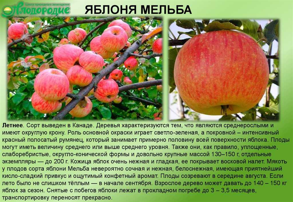 Сорт яблони конфетное: фото и описание