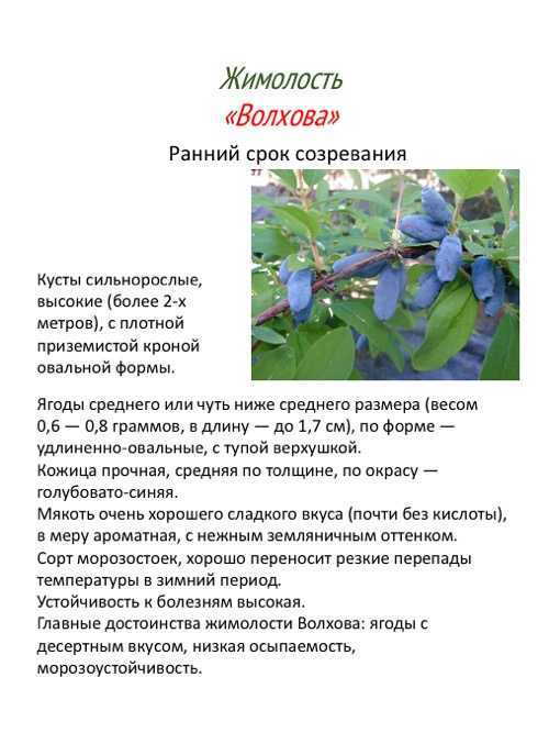 Съедобная жимолость — характеристики лучших сортов