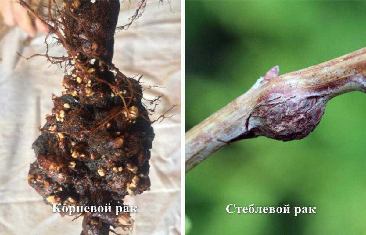 Болезни ежевики и борьба с ними в саду