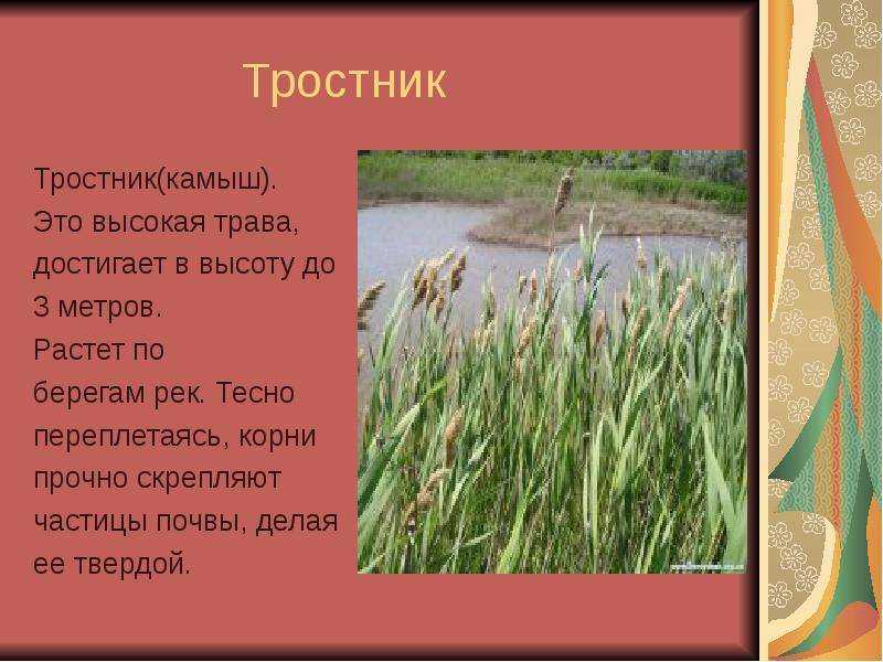 Прибрежные растения в водоемах: камыш, рогоз и прочие
