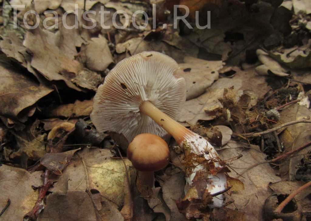 Гриб коллибия - несъедобный