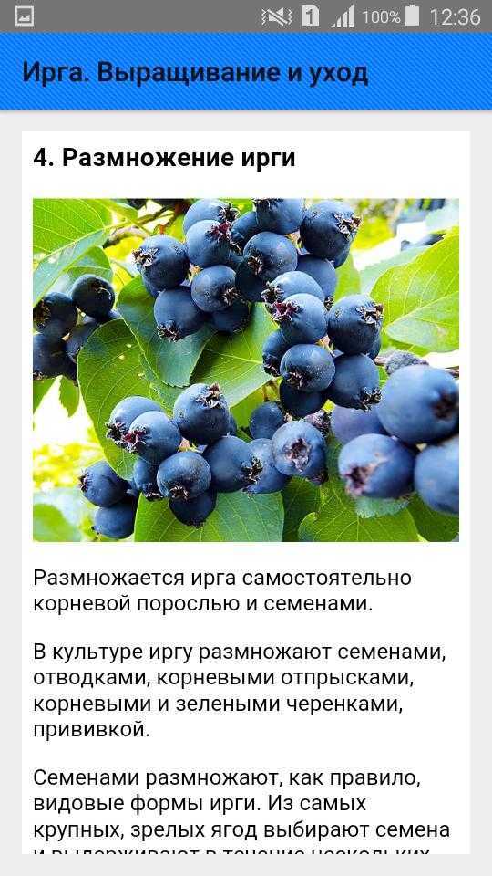 Ирга | лучшие сорта ирги: 15 самых вкусных, полезных, крупных, зимостойких разновидностей канадской и ольхолистной ягоды