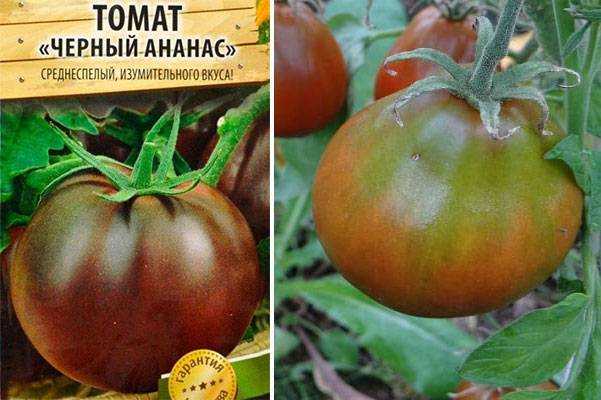 Томат Черный ананас: характеристика сорта, плюсы и минусы, область применения плодов Методы выращивания, устойчивость к инфекциям и вредителям