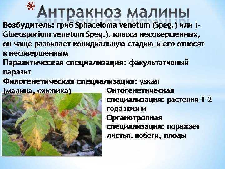 Болезни и вредители малины - описание с фотографиями и способами лечения