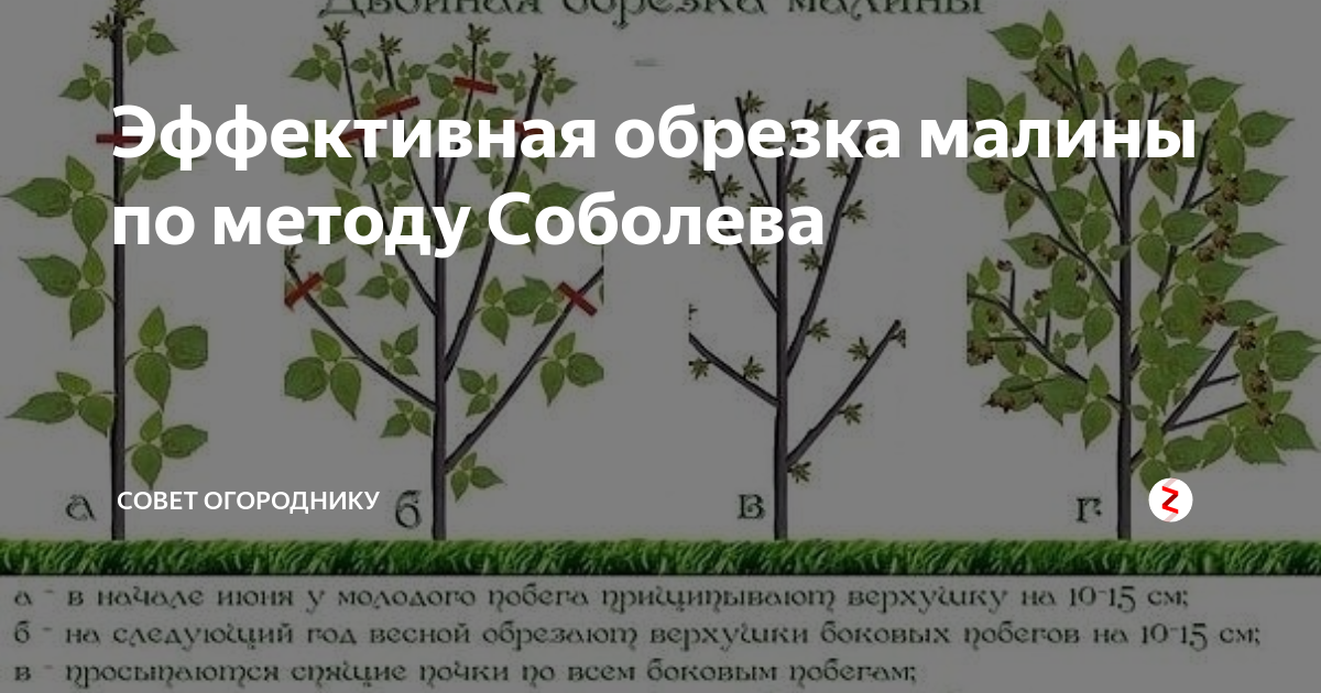 Штамбовая малина таруса: описание сорта, фото, отзывы