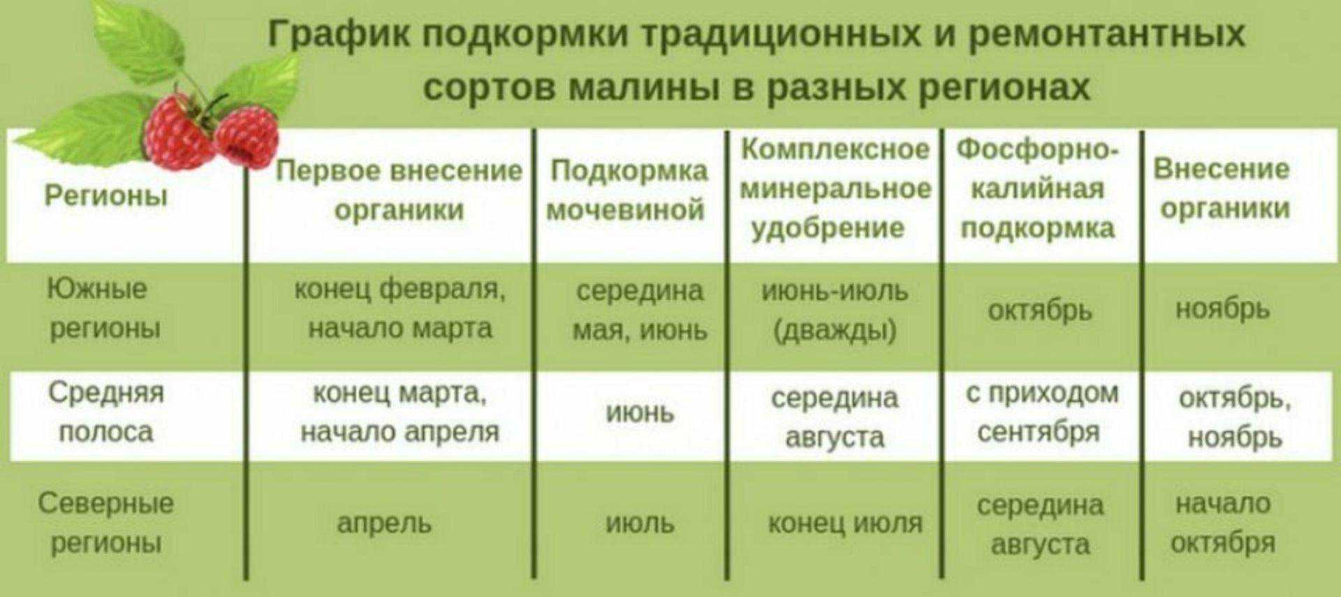 Уход за клубникой после сбора урожая: подробная инструкция