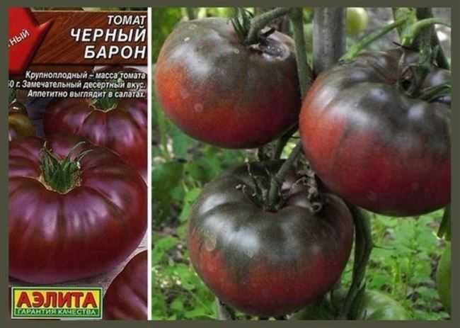 Томат черный барон: характеристика сорта и его особенности, фото, отзывы об урожайности и сложностях выращивания