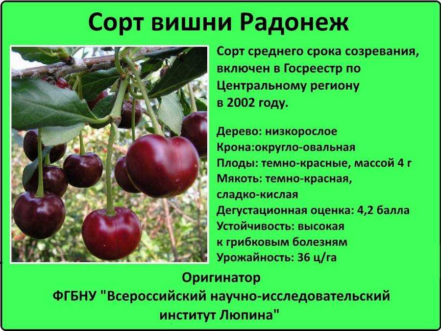 Груша завея: описание, фото, отзывы