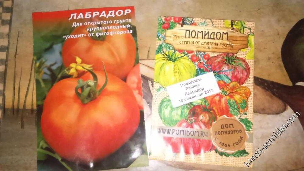 Томат лабрадор: отзывы (117), фото, урожайность, описание и характеристика | tomatland.ru