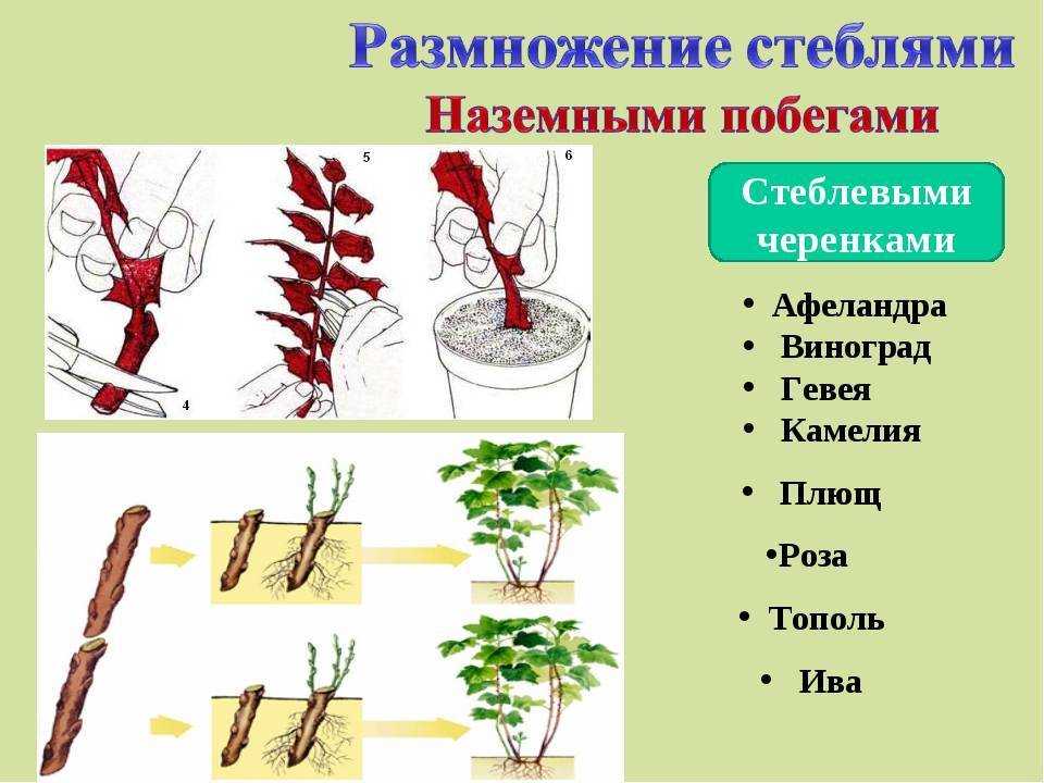Ива пурпурная: описание, применение, виды и сорта