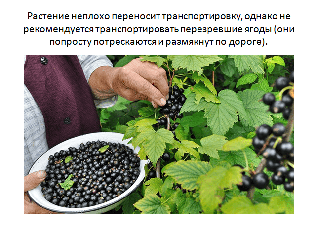 15 лучших сортов чёрной смородины