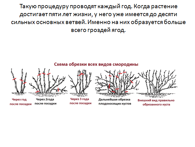 ✅ когда и как обрезать пузыреплодник - усадьбанатали.рф