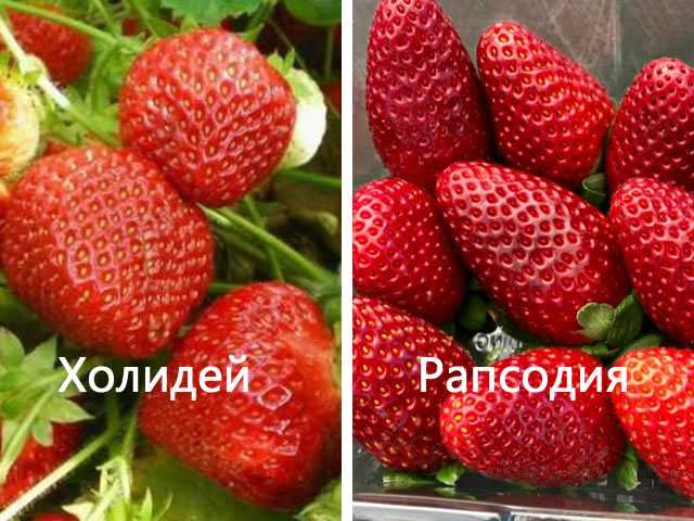 Клубника симфония: описание и характеристики сорта, правила выращивания