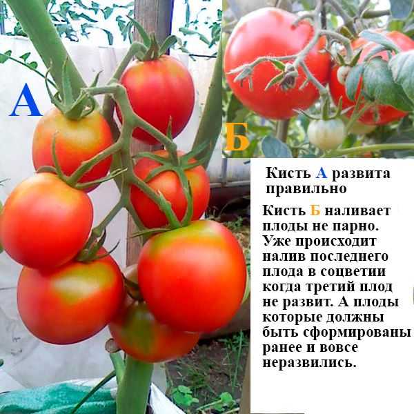 Томат очарование: характеристика и описание сорта, отзывы об урожайности помидоров, фото куста