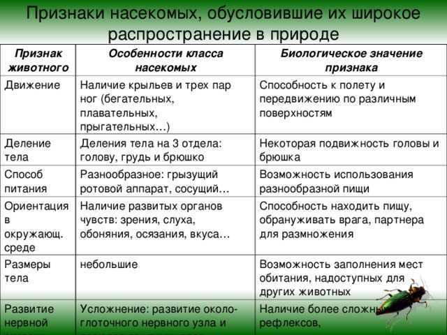 Авокадо — это фрукт или овощ, польза и вред для организма, свойства🥑