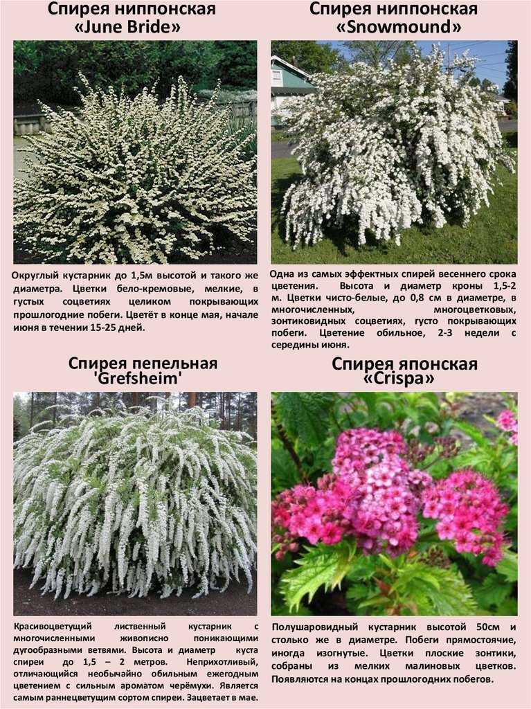 Красивая спирея макрофила: фото в ландшафте | domoked.ru