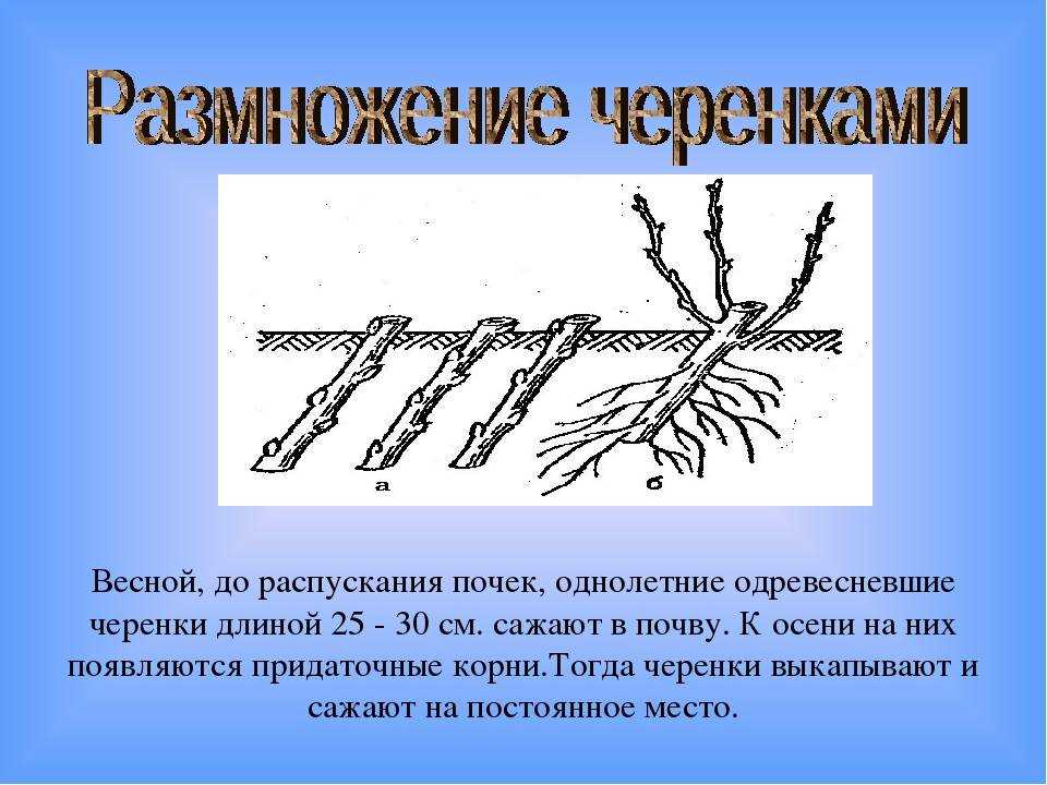 Как размножить вишню - способы