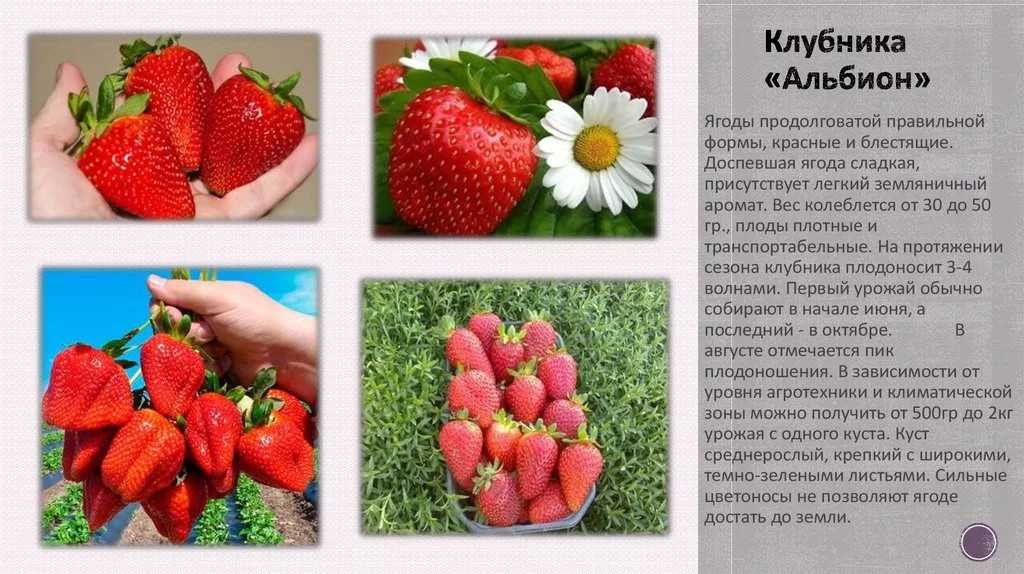Клубника