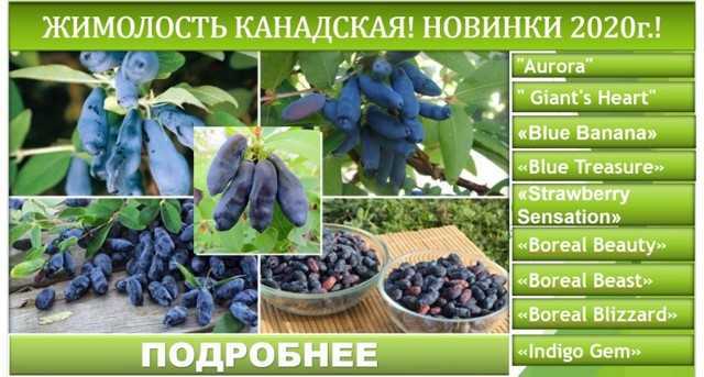 Жимолость сибирячка посадка и уход
