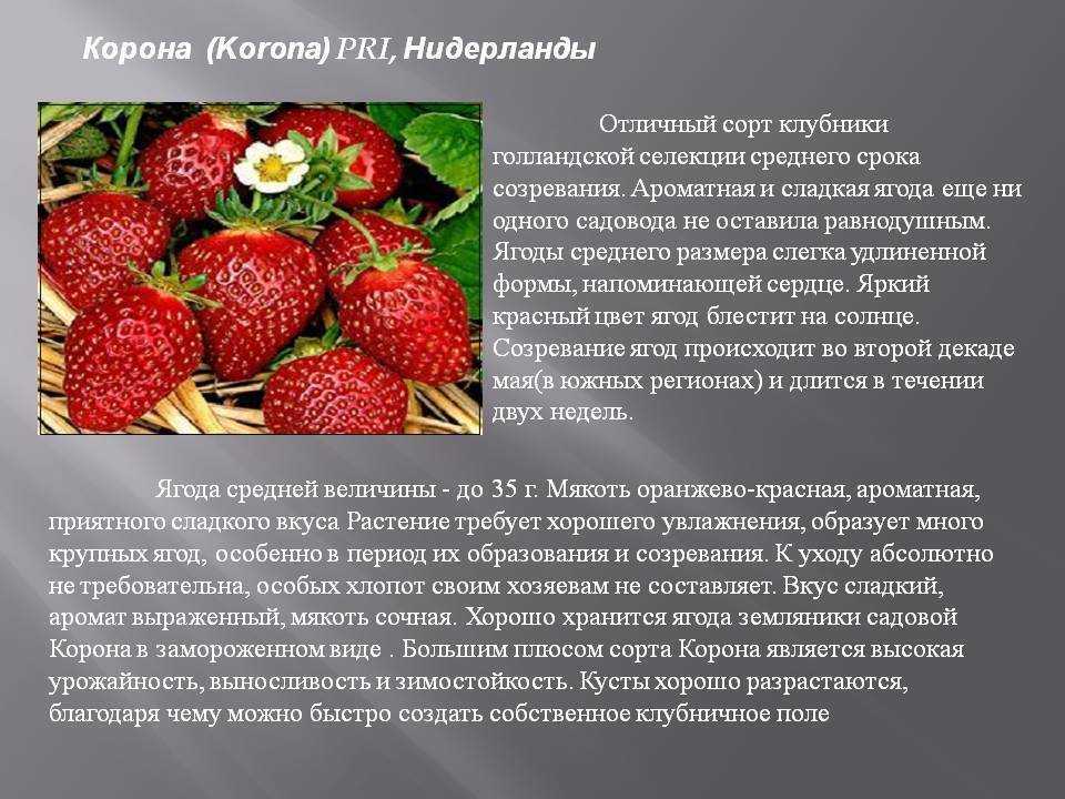 Клубника прими: описание сорта, правила выращивания и советы по уходу, отзывы