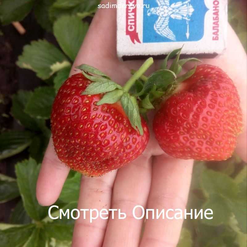 Клубника шарлотта: описание сорта, правила посадки, ухода и полива при выращивании