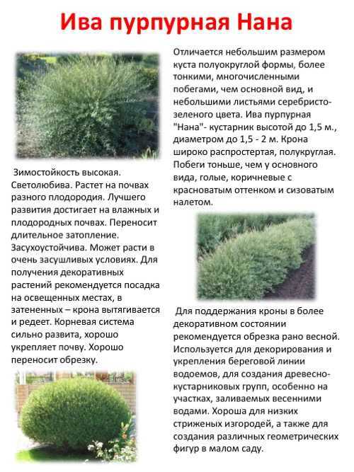Ива: виды и сорта. посадка, выращивание и уход. фото — ботаничка