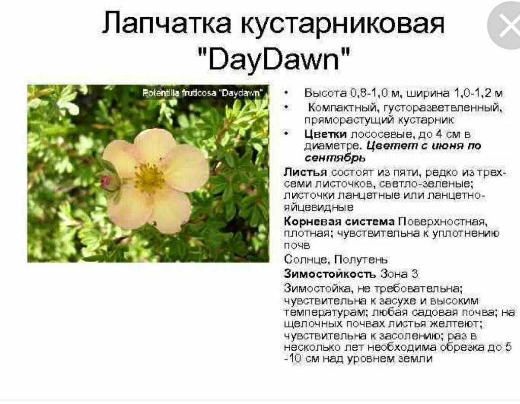 Лапчатка кустарниковая: посадка, уход и выращивание