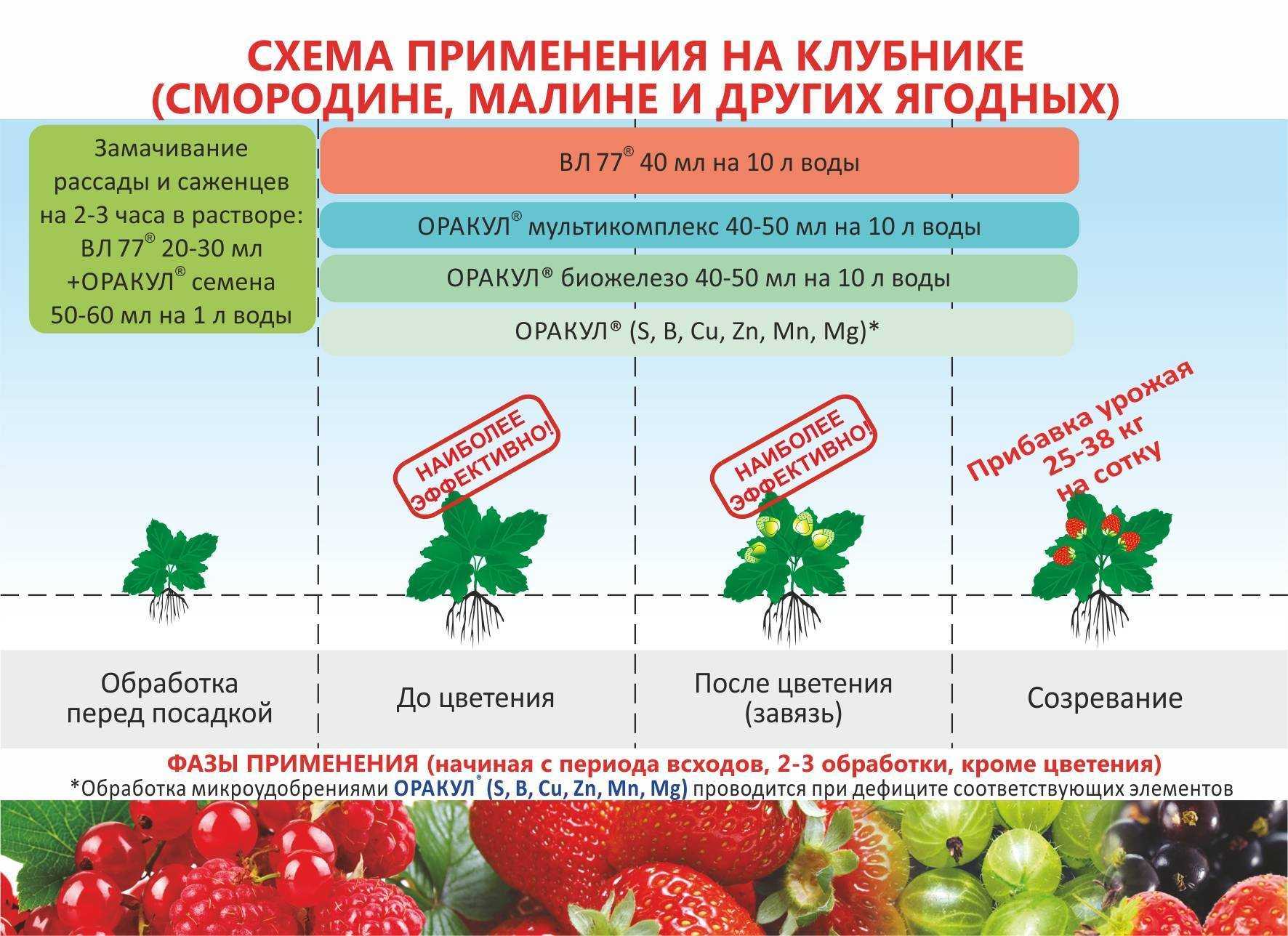 Малина "глен кое": описание сорта, отзывы, фото