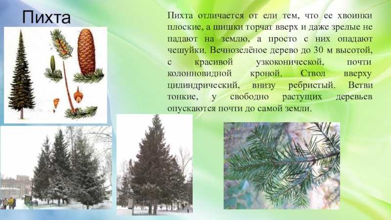 Отличие пихты от ели: фото, разница в описании, применении, что лучше