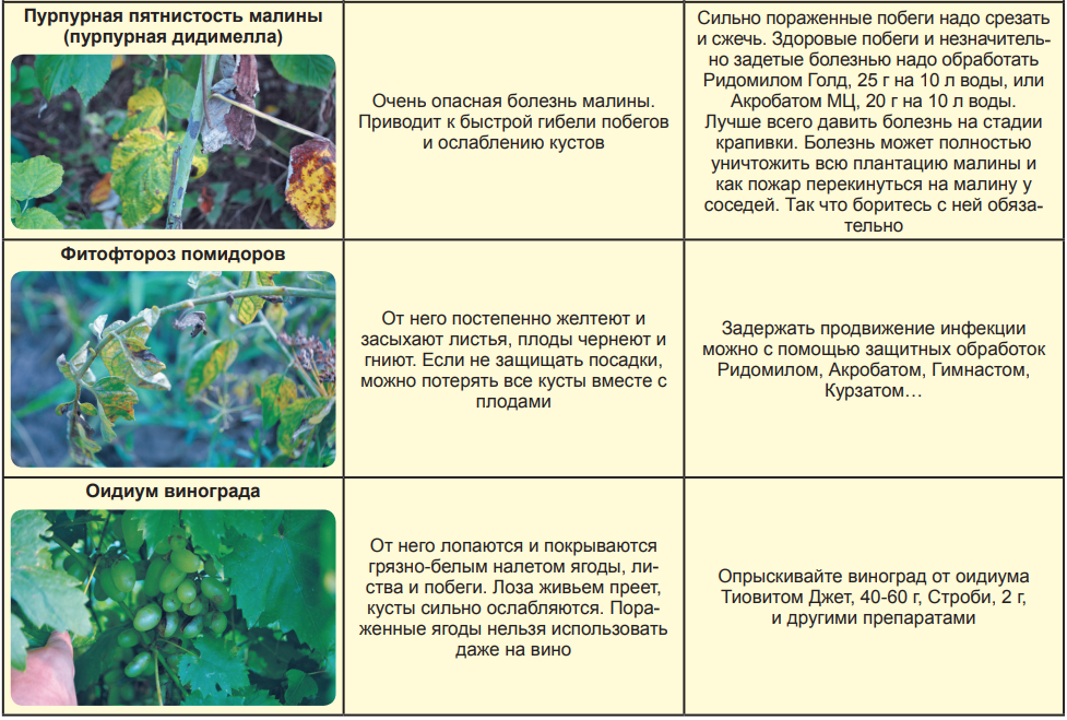 Обработка малины весной от болезней и вредителей: народные средства и химические препараты, отзывы