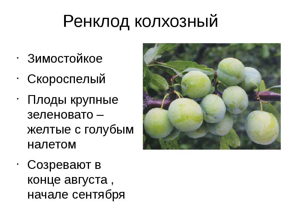 Слива утро: 50 фото,