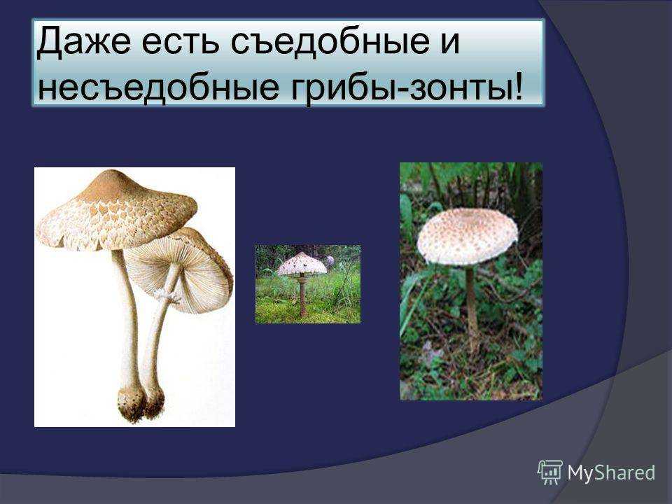 Грибы зонтики, фото и описание - про досуг