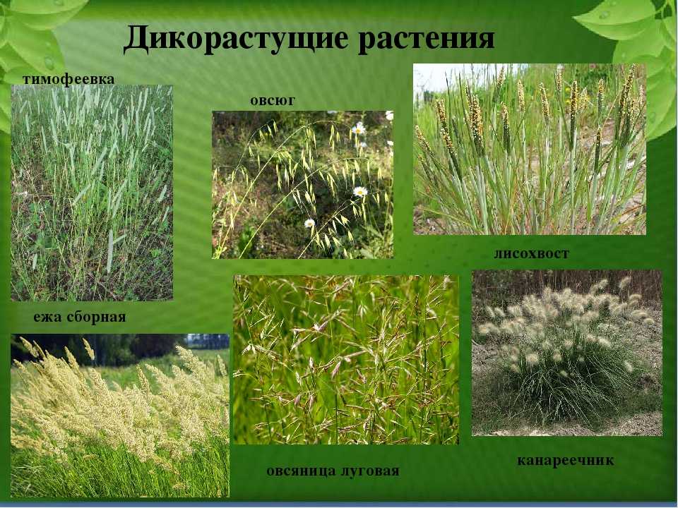 Характеристика основных видов сорных растений