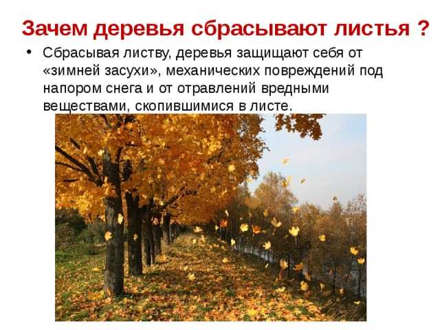 Почему засыхают листья яблони и что делать